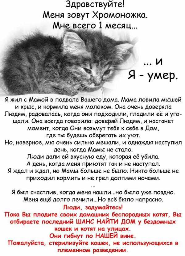 Котик Умер Картинки