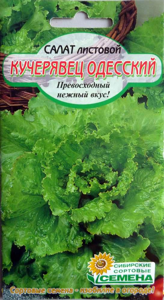 Заготовки из салата листового кучерявец одесский