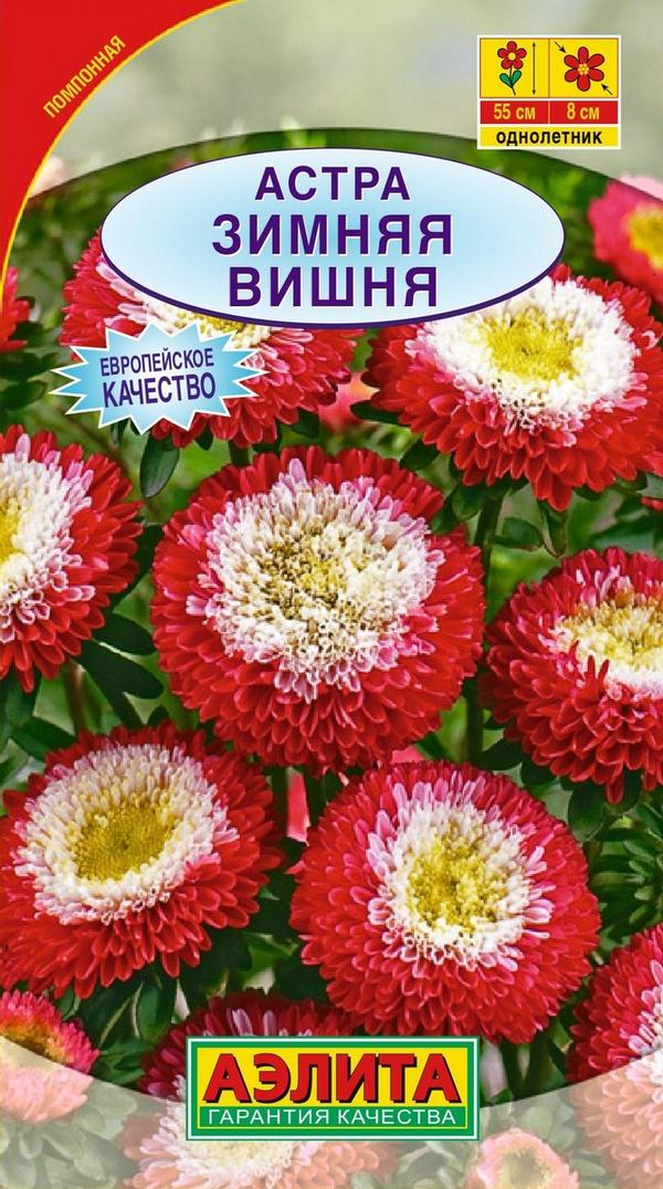 Астра зимняя вишня фото