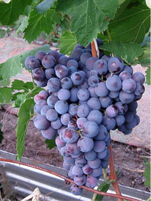 Черныш виноград описание и фото