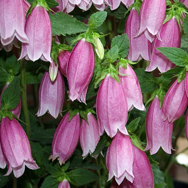 Колокольчик точечный фото многолетник. Колокольчик точечный Campanula punctata Milky way. Колокольчик точечный Сильвер Беллс. Колокольчик черри Белз. Колокольчик точечный "Purple Sensation".