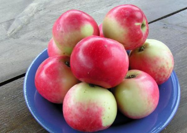 Сорт яблони солнцедар фото и описание сорта