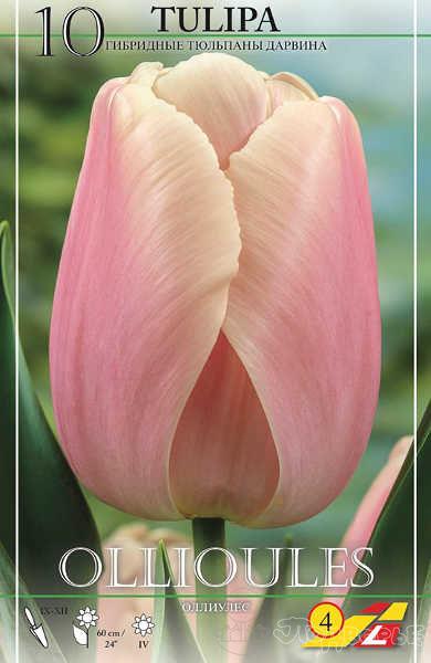 Тюльпан оллиулес фото и описание дарвинов гибрид