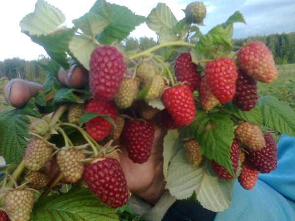 Сорт малины нижегородец описание фото