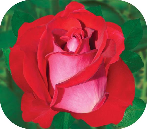 Роза чайно гибридная амалия фото и описание