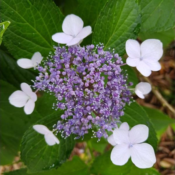 File:Hortensia (51314878196).jpg - Wikimedia Commons