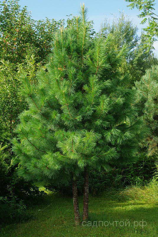 Pinus sibirica. Сосна Кедровая Сибирская Сибирский кедр. Сосна Кедровая Сибирская/Pinus sibirica. Сосной сибирской (Pinus sibirica). Сибирский кедр (Pinus sibirica du Tour).