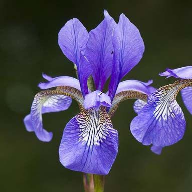 Ирис Iris versicolor