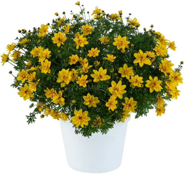 Bidens ferulifolia