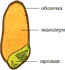 Эндосперм это. Зародыш, оболочка и эндосперм зерна. Эндосперм зерна. Строение семени пшеницы эндосперм. Зародыш пшеницы эндосперм.