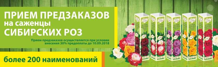 Интернет магазин семена алтая каталог на 2023. Саженцы Произведено в Сибири. Предзаказ на саженцы. Алтайские семена интернет магазин каталог 2022. Семена бай интернет магазин каталог.